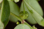 Muscarene Island leaf-flower